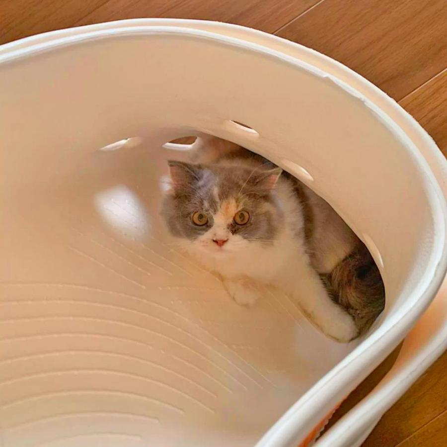 Giant Croc Shoe Bassinet - Huge Croc Dog Bed / Cat Bed