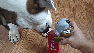 Giant Pez Dispenser For Dog Treats - Giant dog pez dispenser - dispenses bone shaped dog treats
