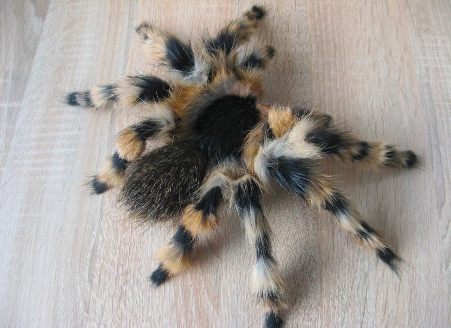 Giant Tarantula Spider Pillow