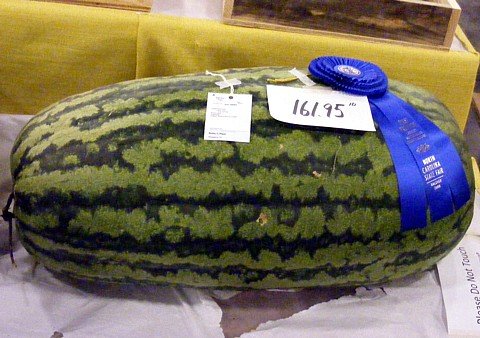 Giant Watermelon Seeds - Magical watermelon seeds grow huge 200 lb watermelons
