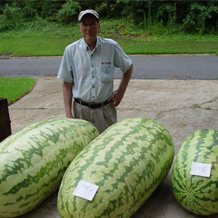 Giant Watermelon Seeds - Magical watermelon seeds grow huge 200 lb watermelons