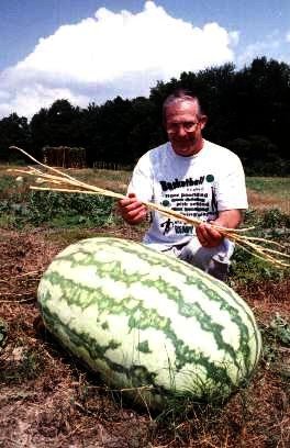 Giant Watermelon Seeds - Magical watermelon seeds grow huge 200 lb watermelons