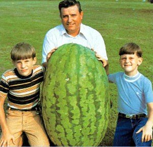 Giant Watermelon Seeds - Magical watermelon seeds grow huge 200 lb watermelons