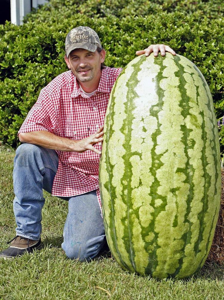 Giant Watermelon Seeds - Magical watermelon seeds grow huge 200 lb watermelons