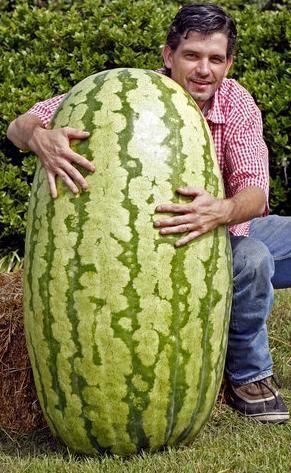 Giant Watermelon Seeds - Magical watermelon seeds grow huge 200 lb watermelons