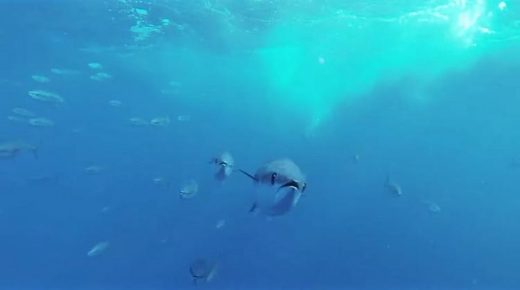 GoFish Fishing Camera - Attaches to fishing line