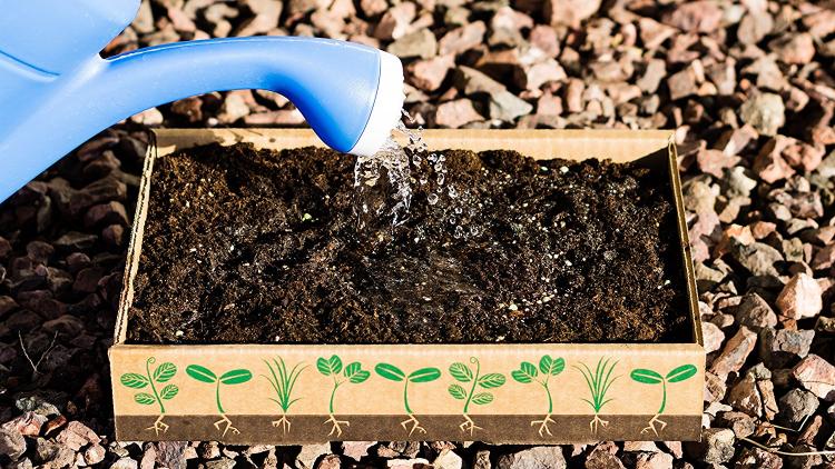 Simply Good Box By Home Greens - Home Gardening Kit