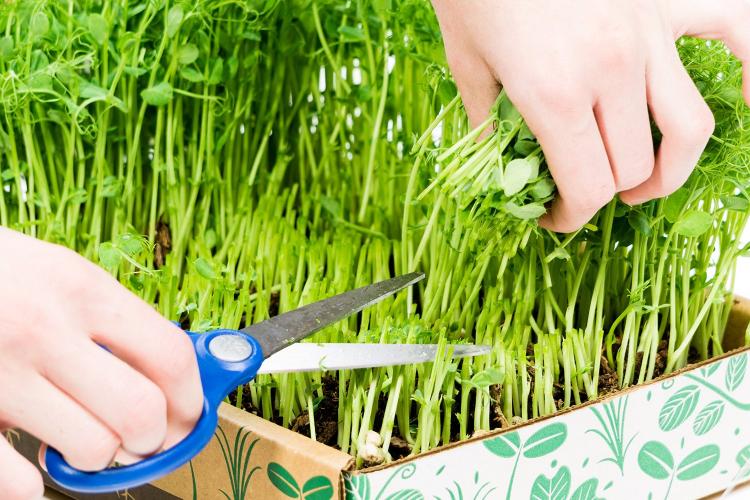 Simply Good Box By Home Greens - Home Gardening Kit