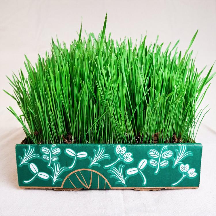 Simply Good Box By Home Greens - Home Gardening Kit