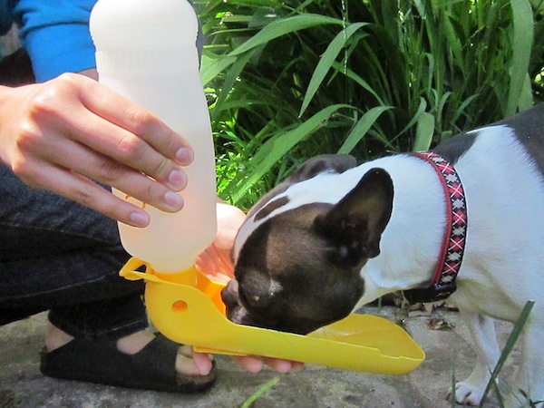 Gulpy Travel Water Bottle For Dogs