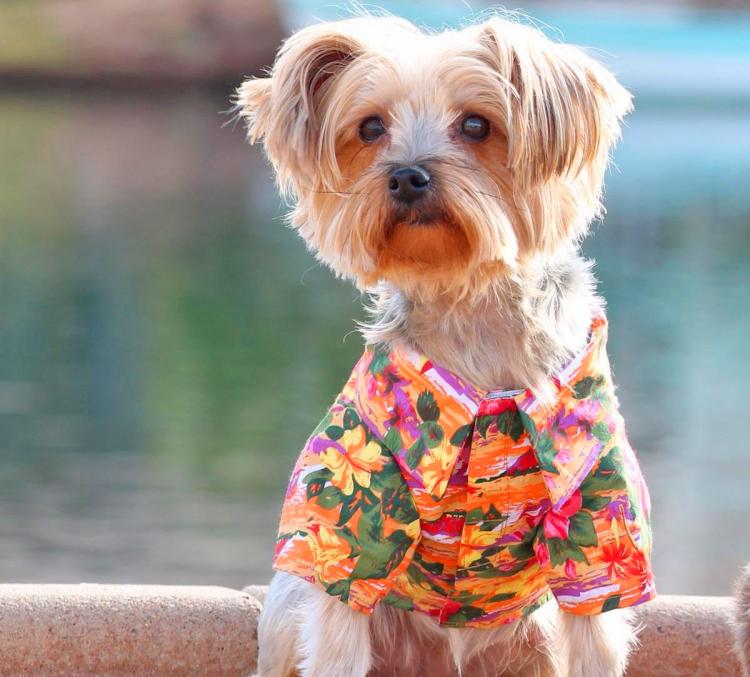 Hawaiian Dog Shirts - Matching human and dog Hawaiian shirts - Aloha dog party shirts