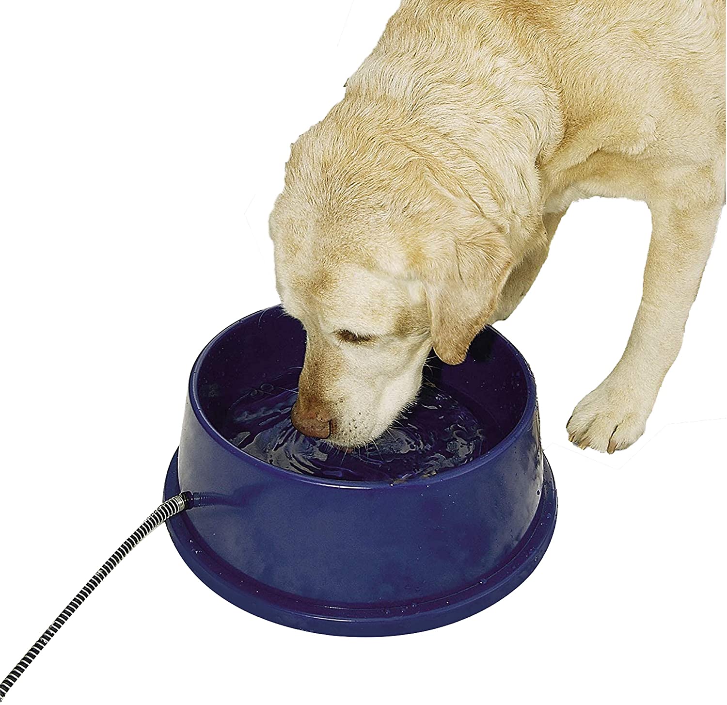 Heated Dog Bowl