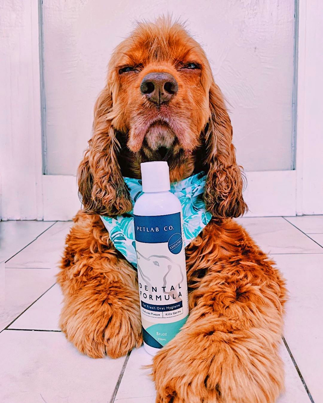 Dog Mouthwash