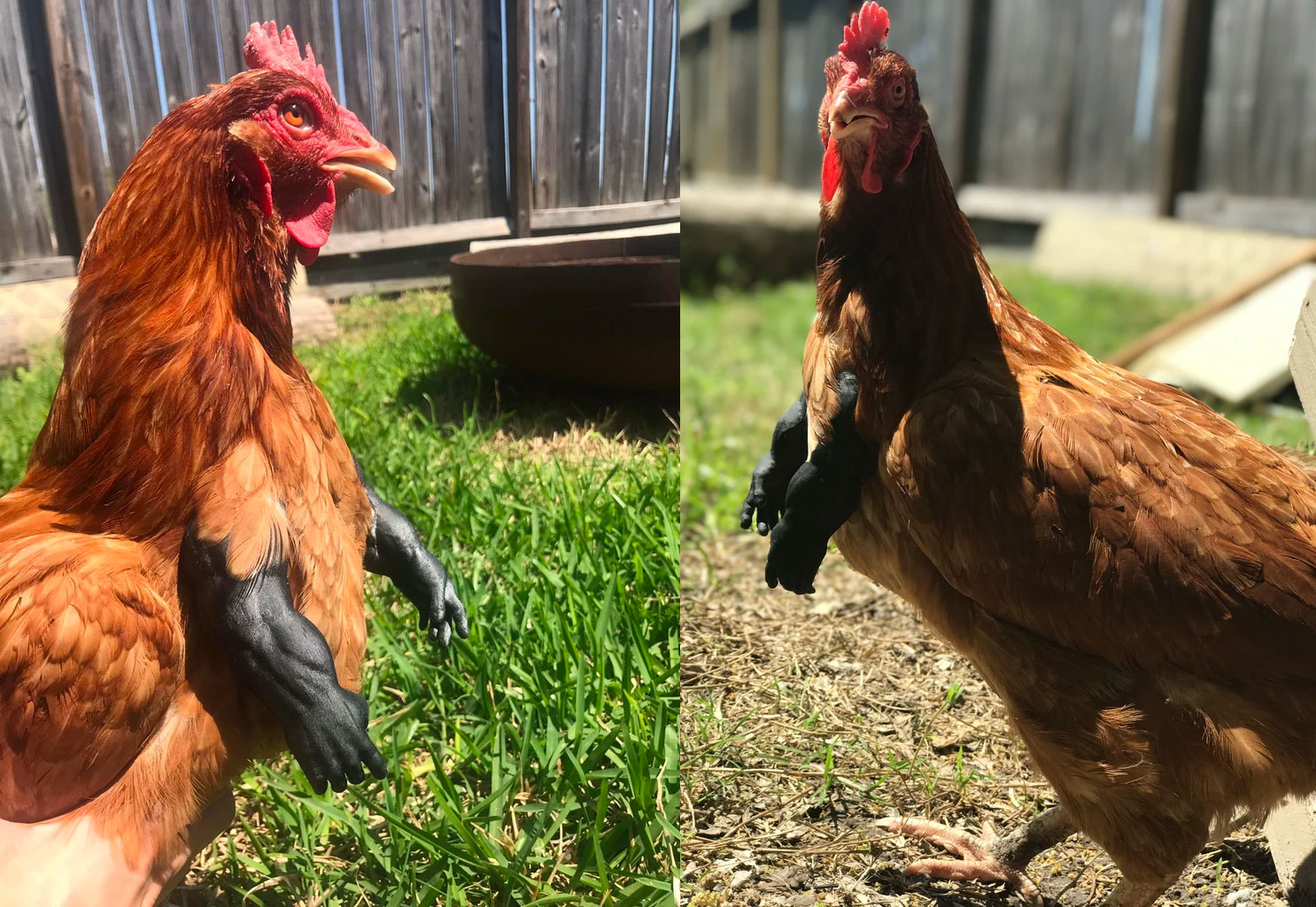 Funny fake chicken arms - Muscular black chicken arms