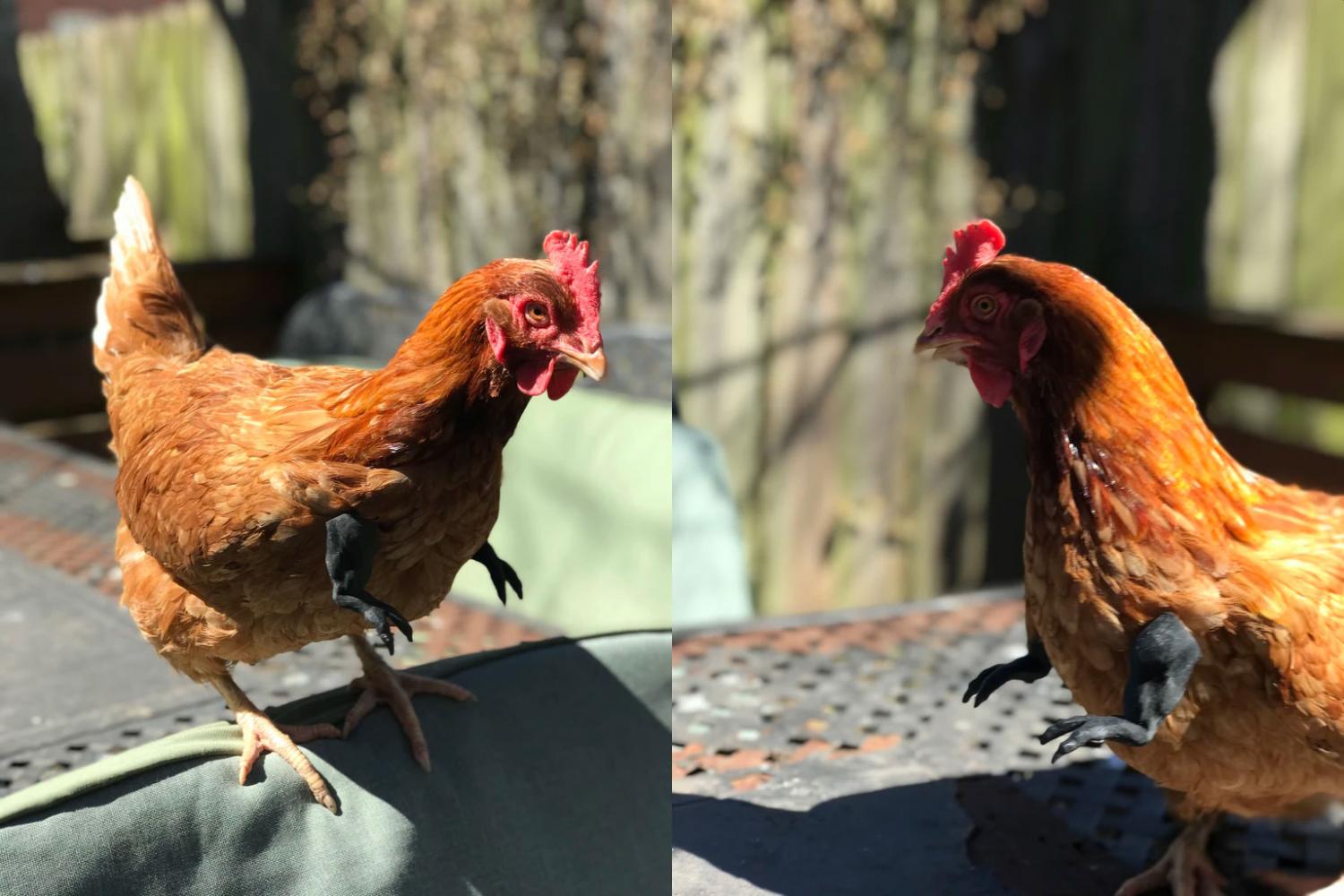 Funny fake chicken arms - T-rex chicken arms