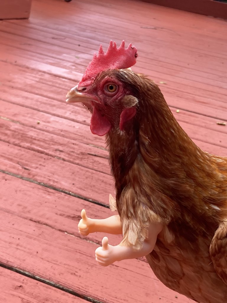 Funny fake chicken arms - thumbs up chicken arms