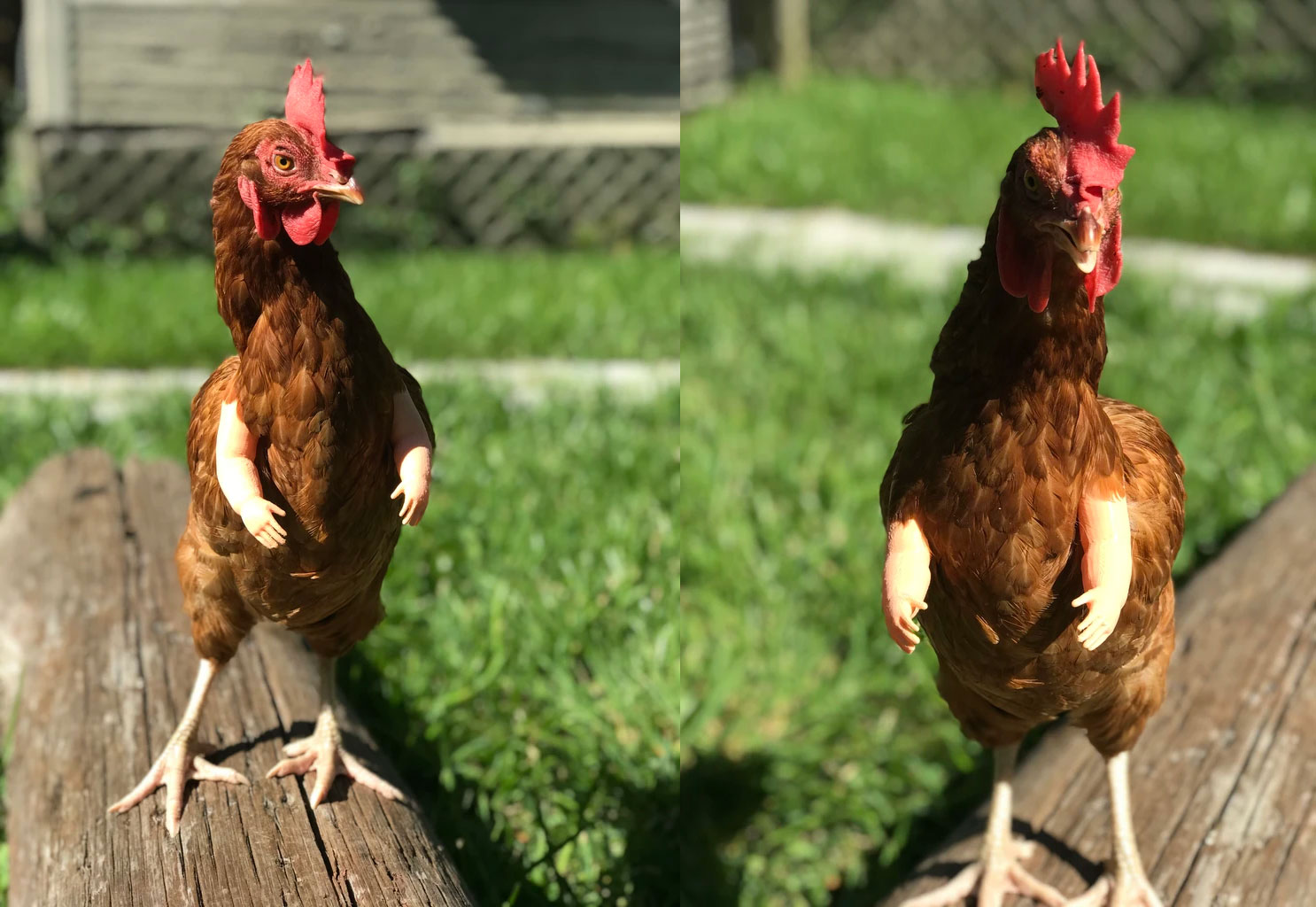 Funny fake chicken arms - baby doll chicken arms