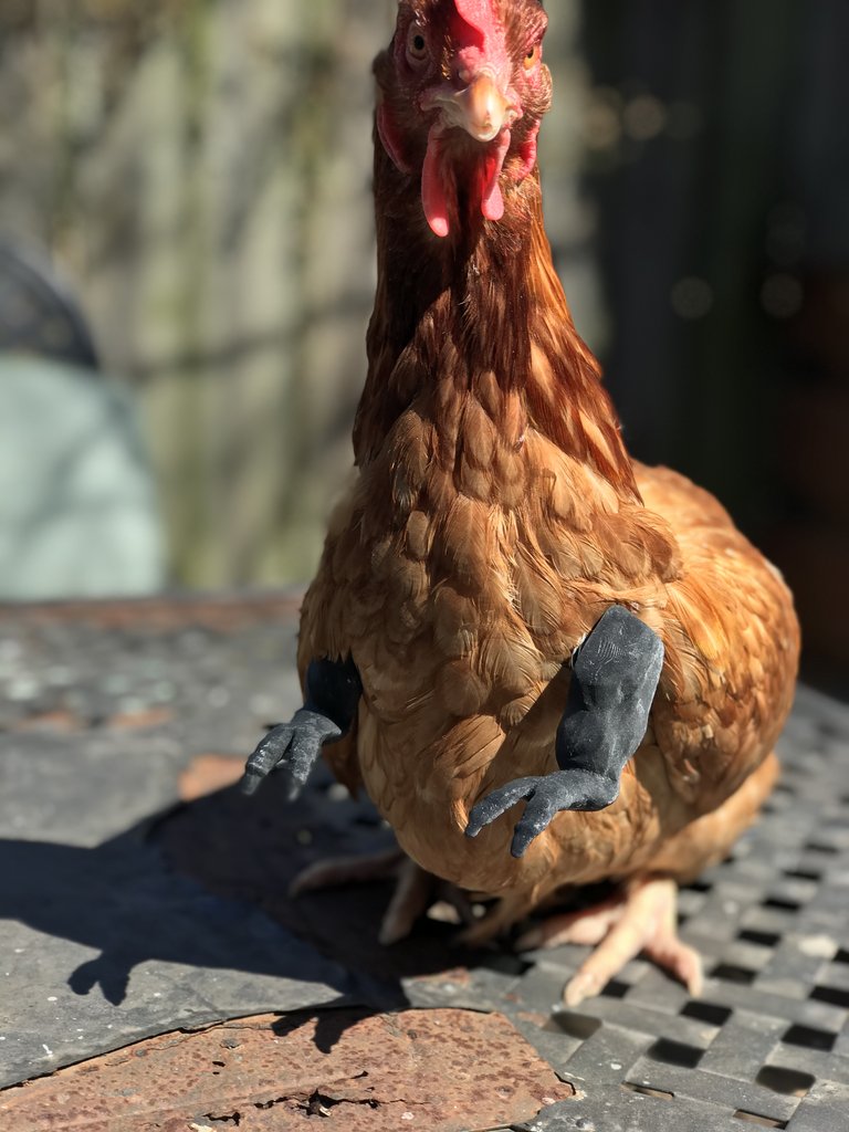 Funny fake chicken arms - T-rex chicken arms