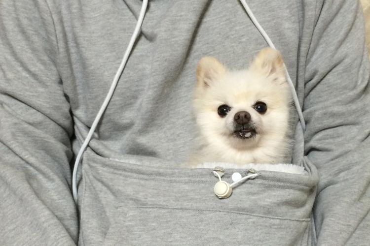 Hoodie Sweatshirt With Giant Front Pocket To Hold Cat