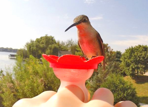 Hummingbird Feeder Rings - Hummer Rings - Flower shaped humming bird feeding ring