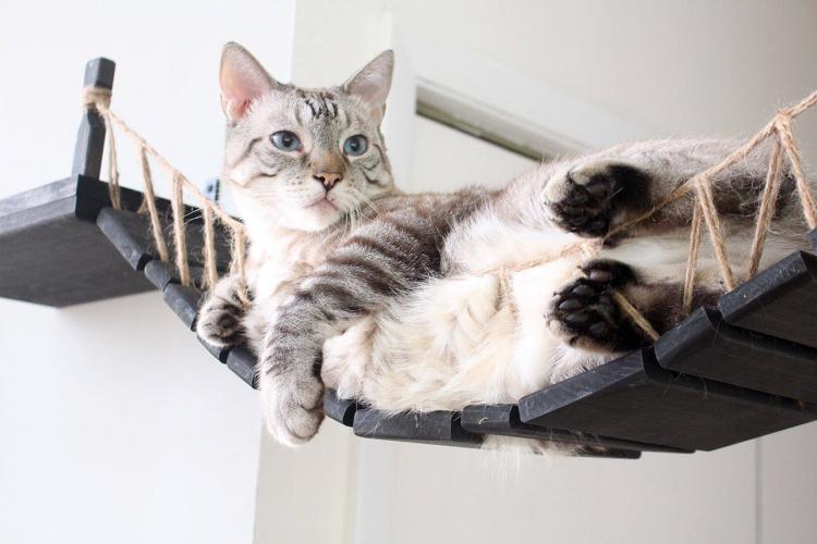 Indiana Jones Cat Bridge - Hanging Wooden Rope Bridge Cat Playground