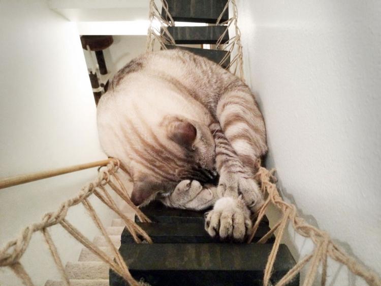 Indiana Jones Cat Bridge - Hanging Wooden Rope Bridge Cat Playground