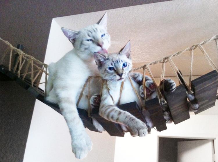 Indiana Jones Cat Bridge - Hanging Wooden Rope Bridge Cat Playground