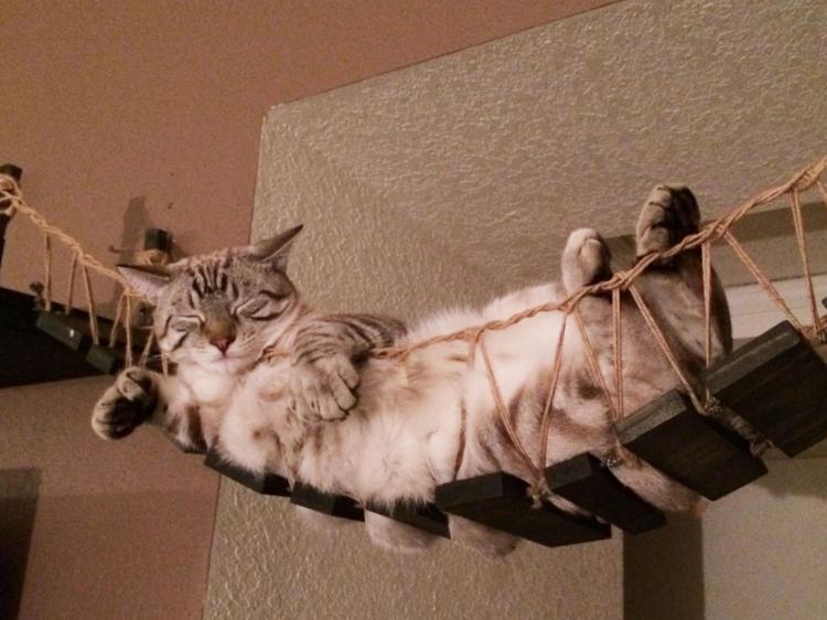 Indiana Jones Cat Bridge - Hanging Wooden Rope Bridge Cat Playground