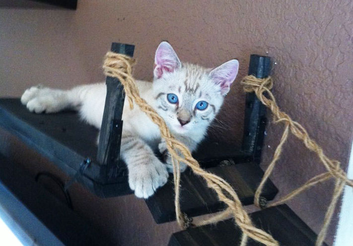 Indiana Jones Cat Bridge - Hanging Wooden Rope Bridge Cat Playground