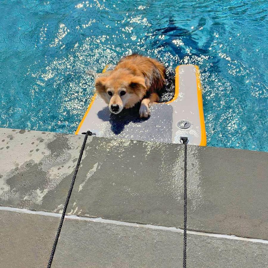 Inflatable Dog Ramp For Dock, Boat, or Pool - Floating Pup Ramp