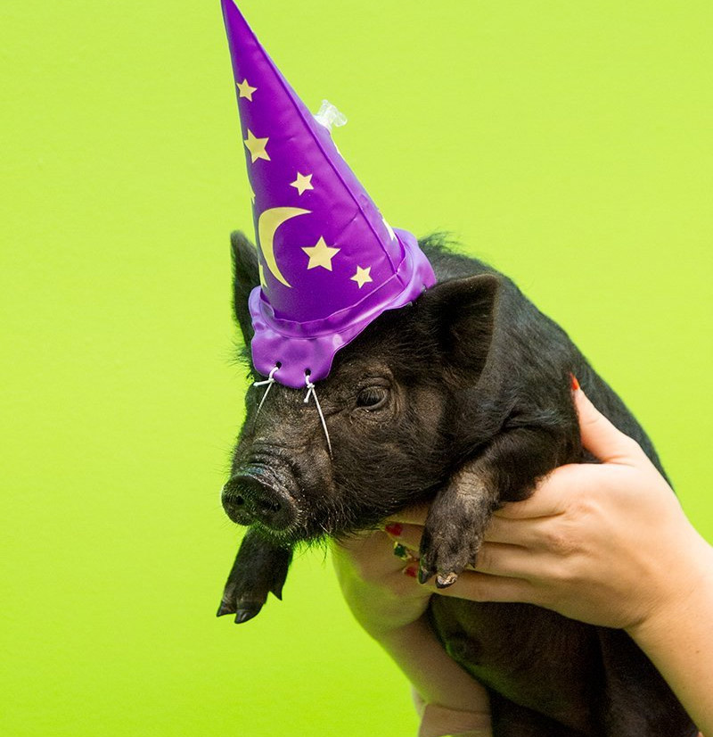 Inflatable Wizard Hat For Your Cat