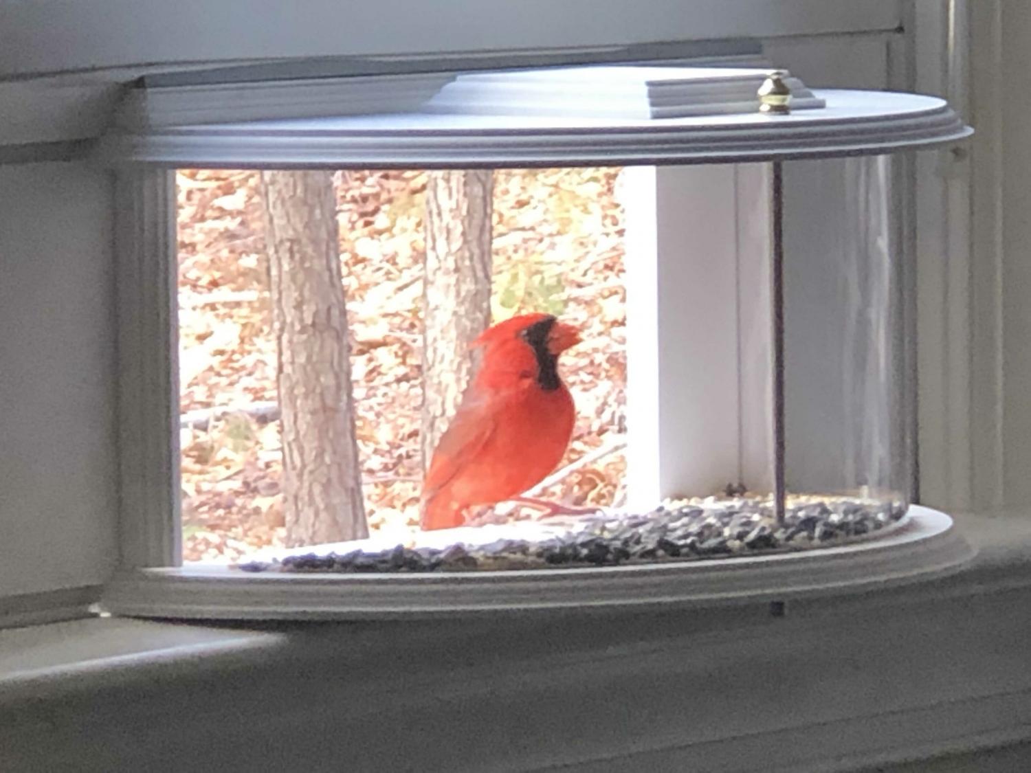 Indoor bird feeder and window mounted indoor bird viewer