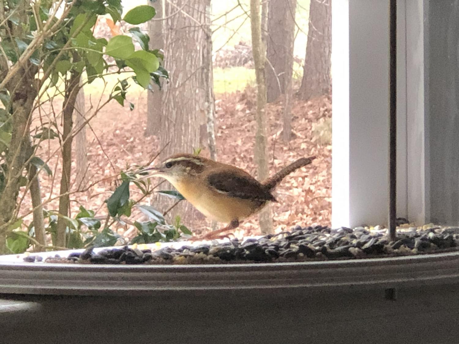 Indoor bird feeder and window mounted indoor bird viewer