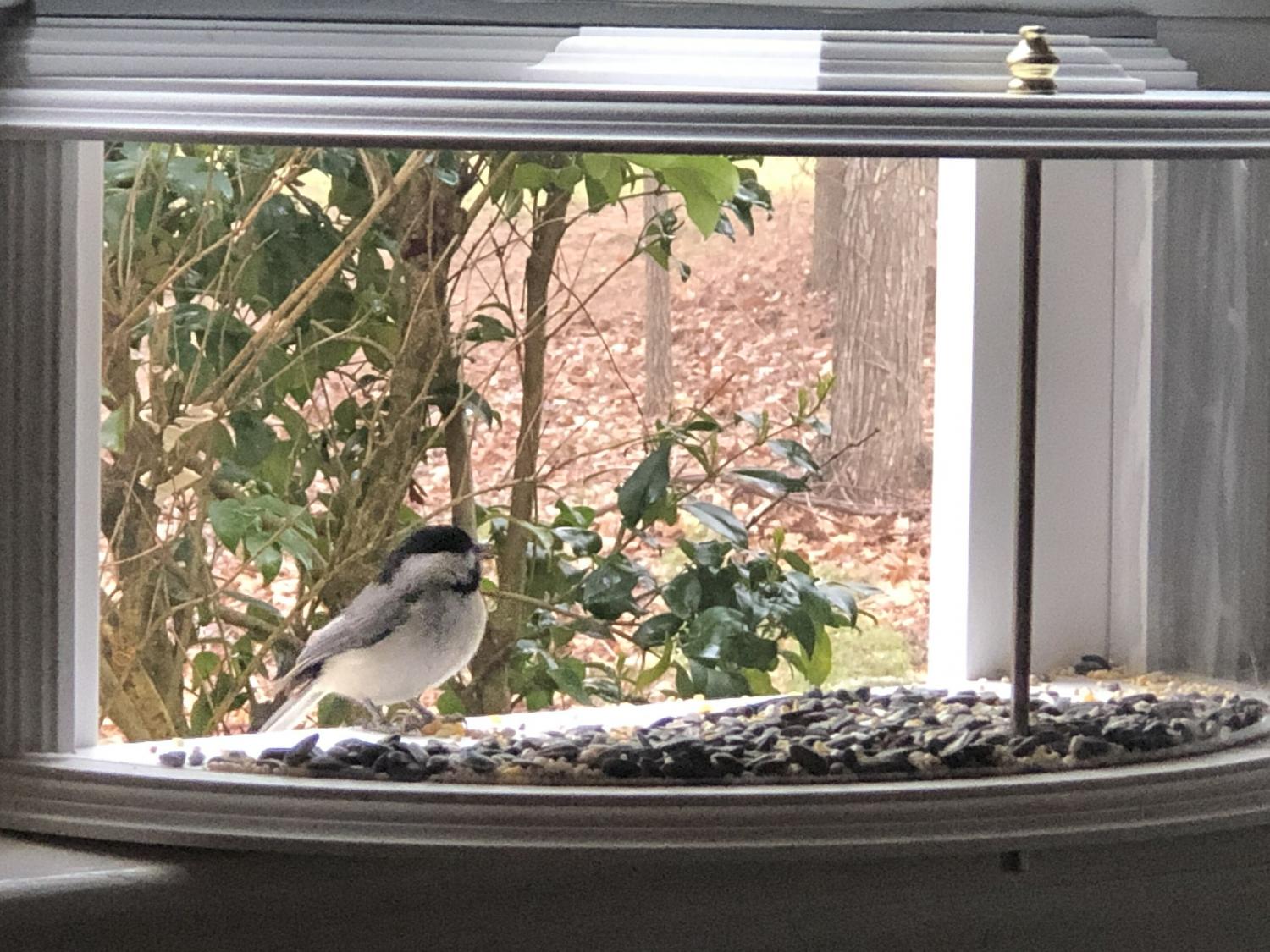 Indoor bird feeder and window mounted indoor bird viewer