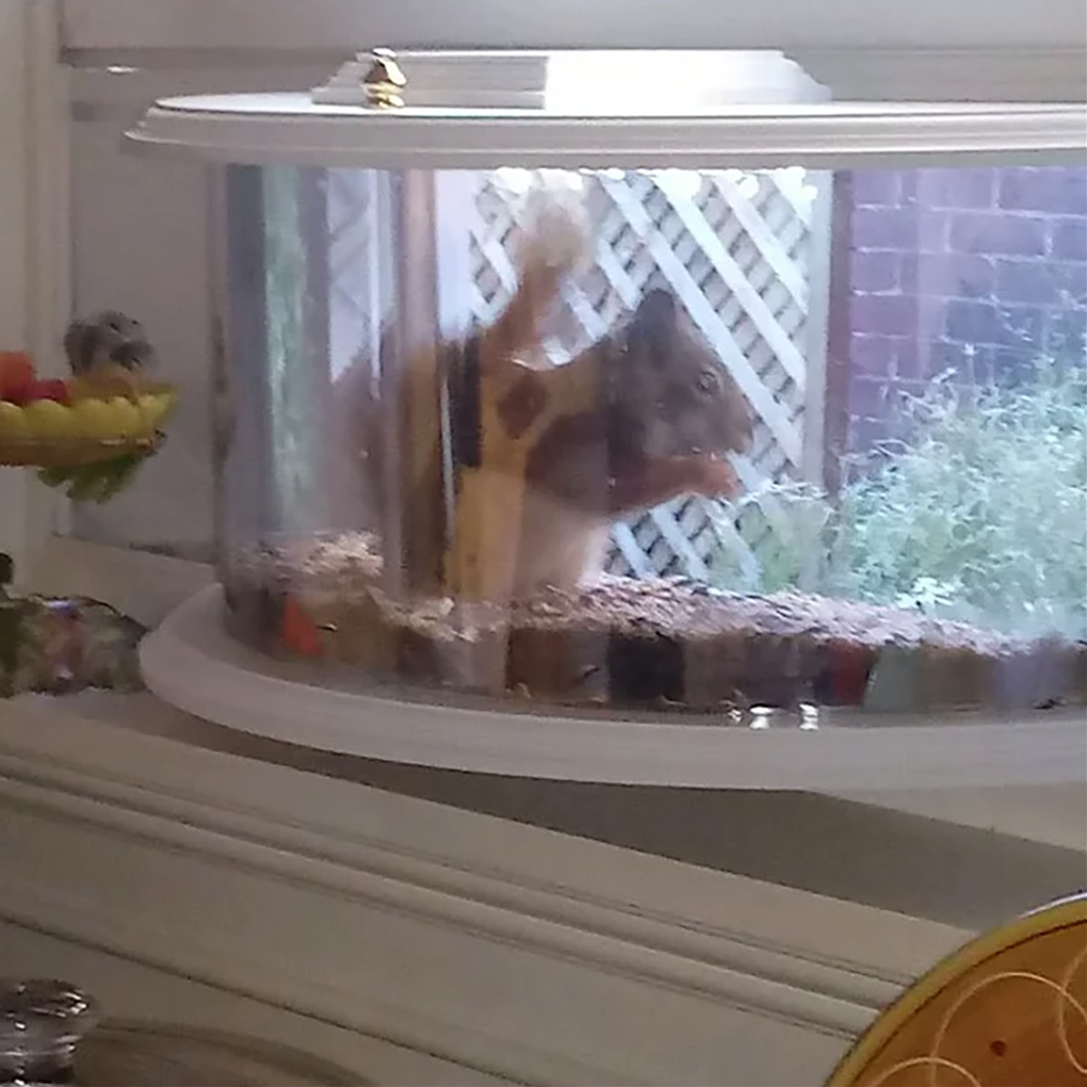 Indoor bird feeder and window mounted indoor bird viewer