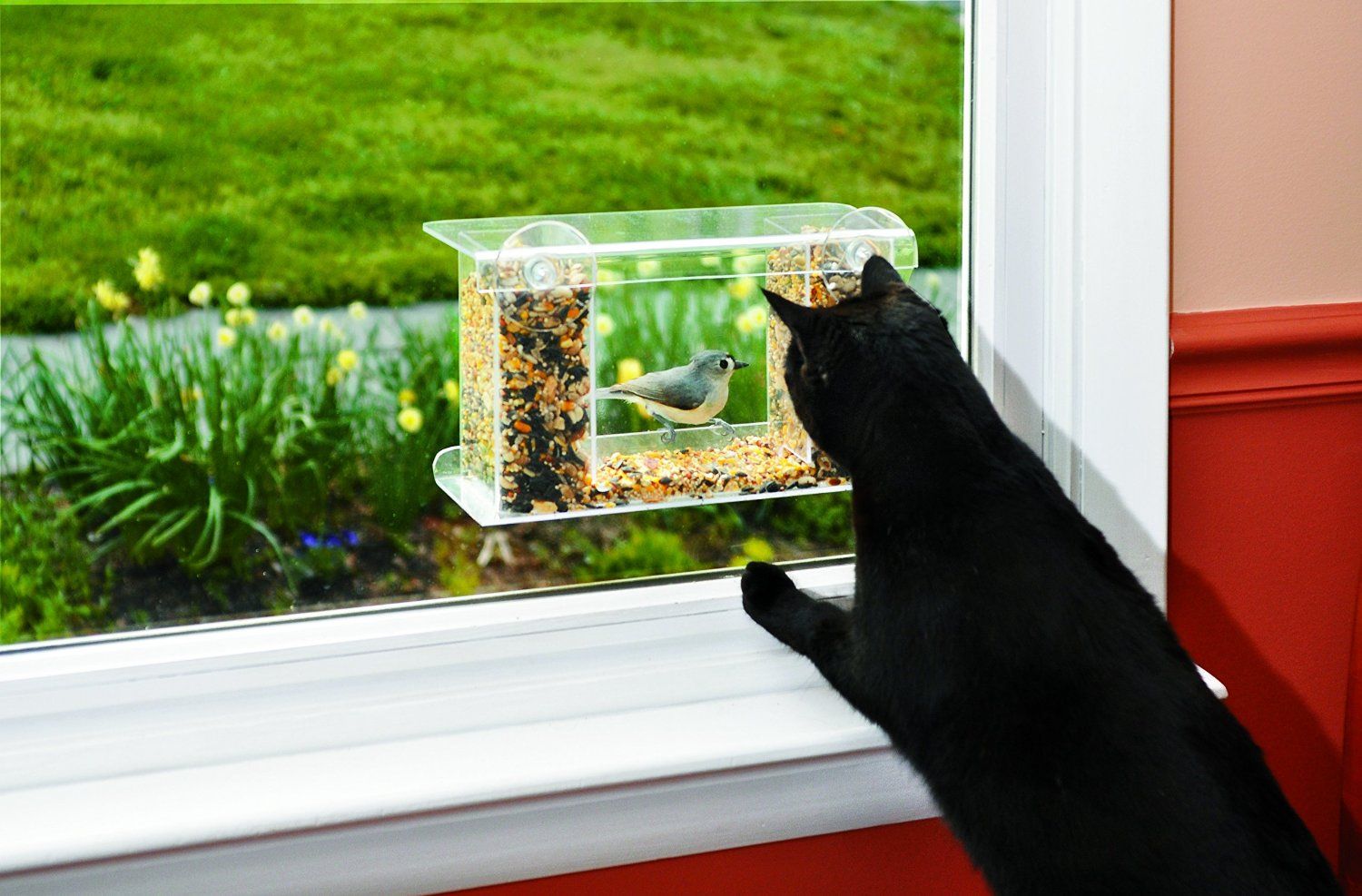 Indoor bird feeder and window mounted indoor bird viewer