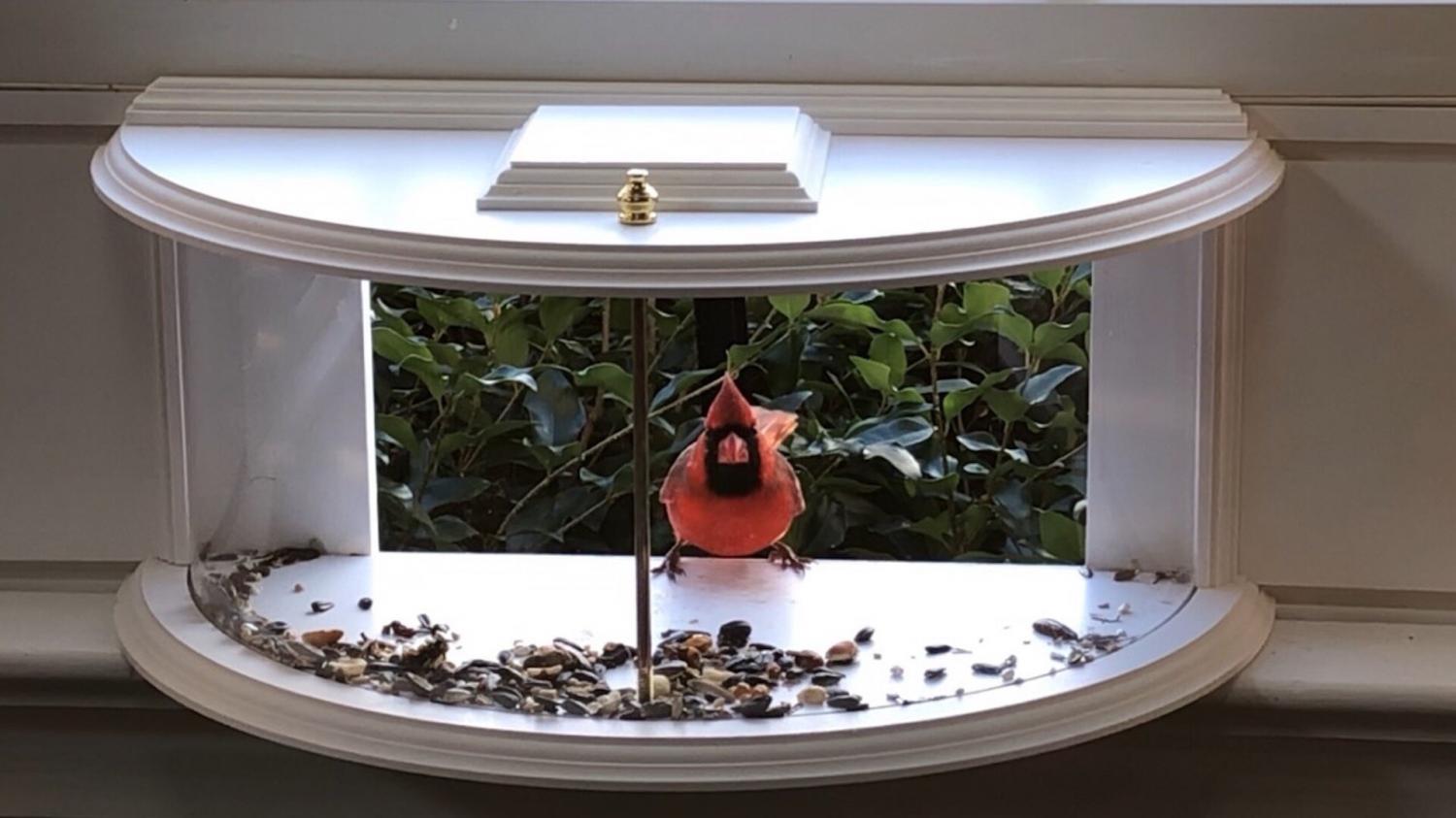 Indoor bird feeder and window mounted indoor bird viewer