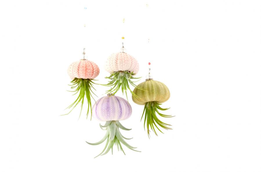 Jellyfish Air Plant Holders