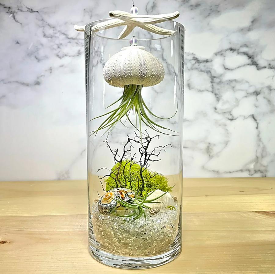 Jellyfish Air Plant Holders