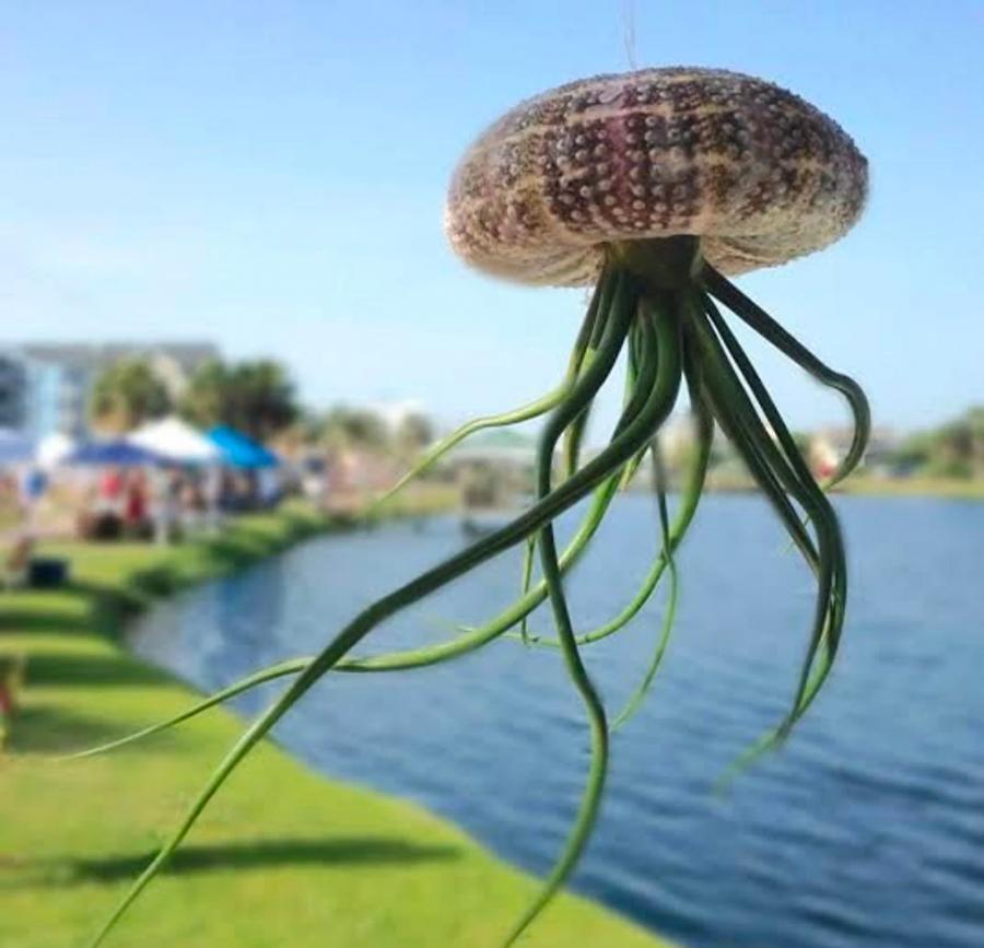 Jellyfish Air Plant Holders