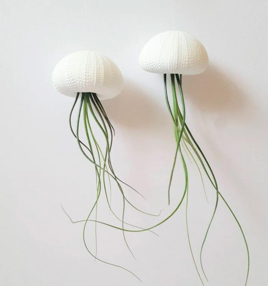 Jellyfish Air Plant Holders