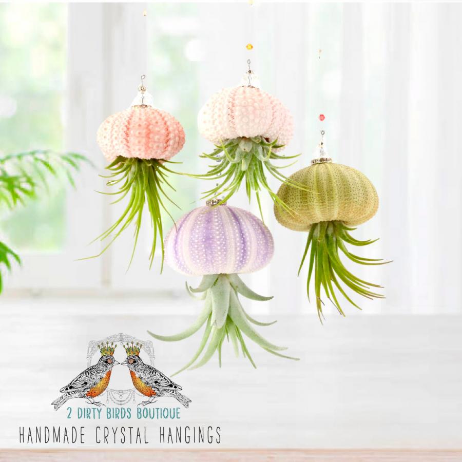 Jellyfish Air Plant Holders