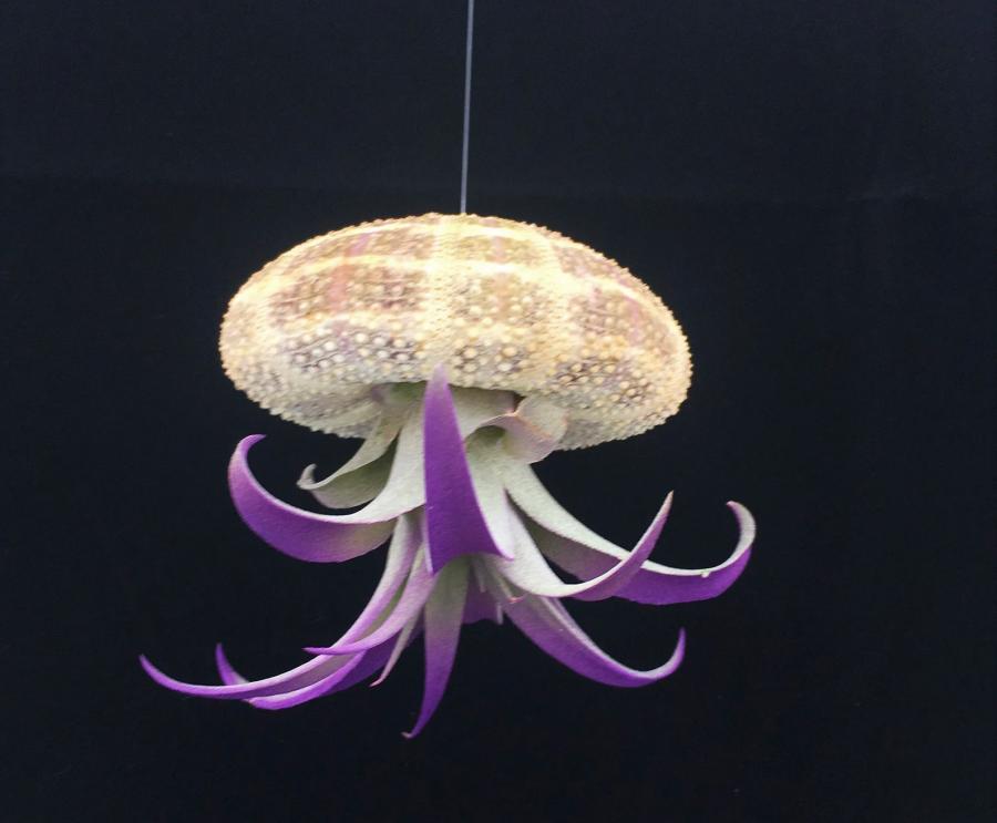 Jellyfish Air Plant Holders