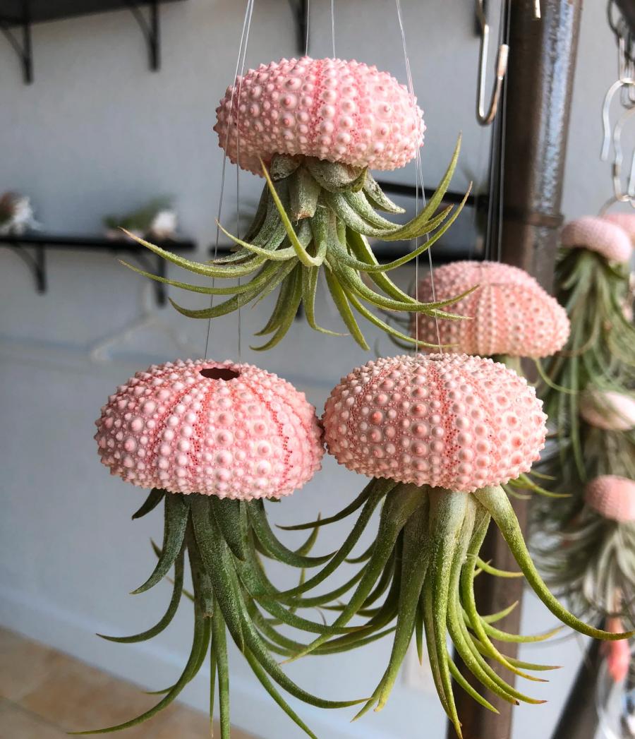 Jellyfish Air Plant Holders
