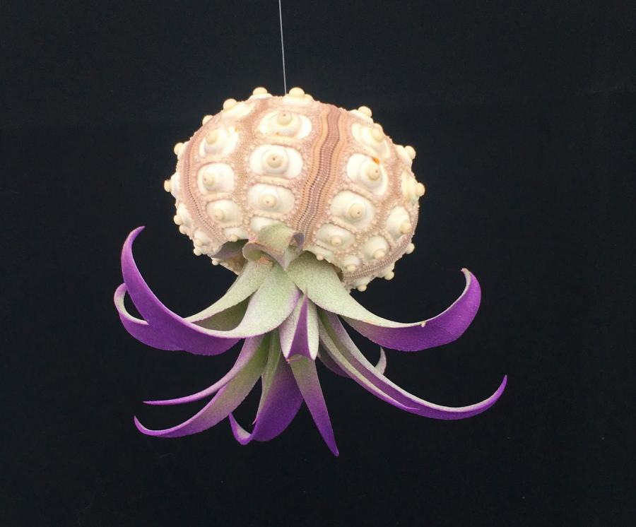Jellyfish Air Plant Holders