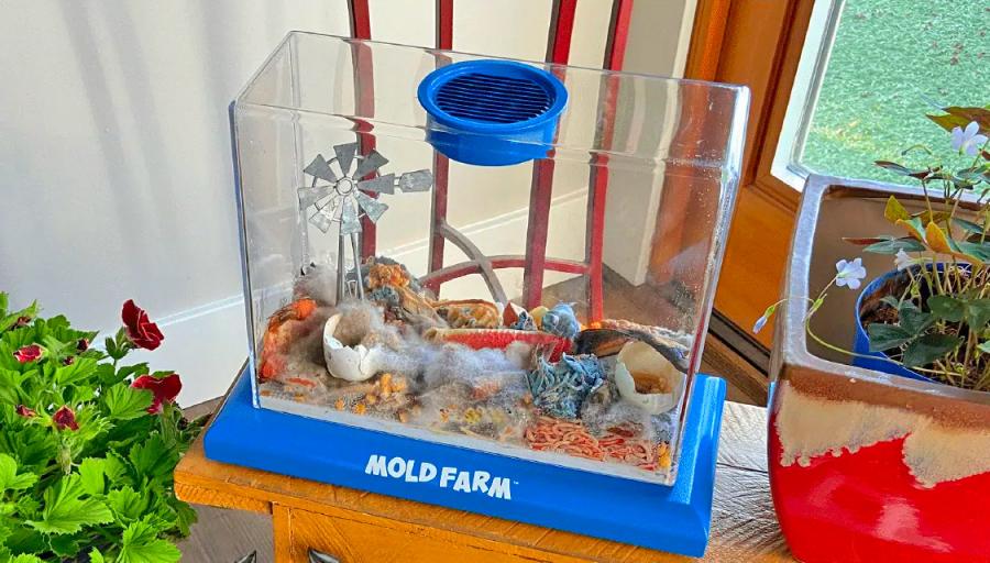 Kids mold farm prank box