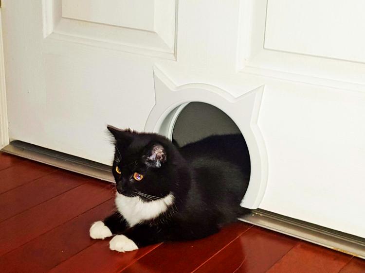 The Kitty Pass - Cat Shaped Kitten Door Pass