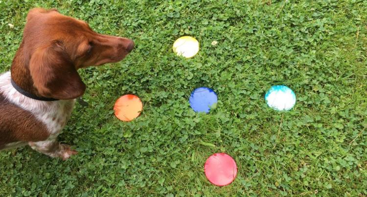 Lawn Dots - Coasters For Your Yard
