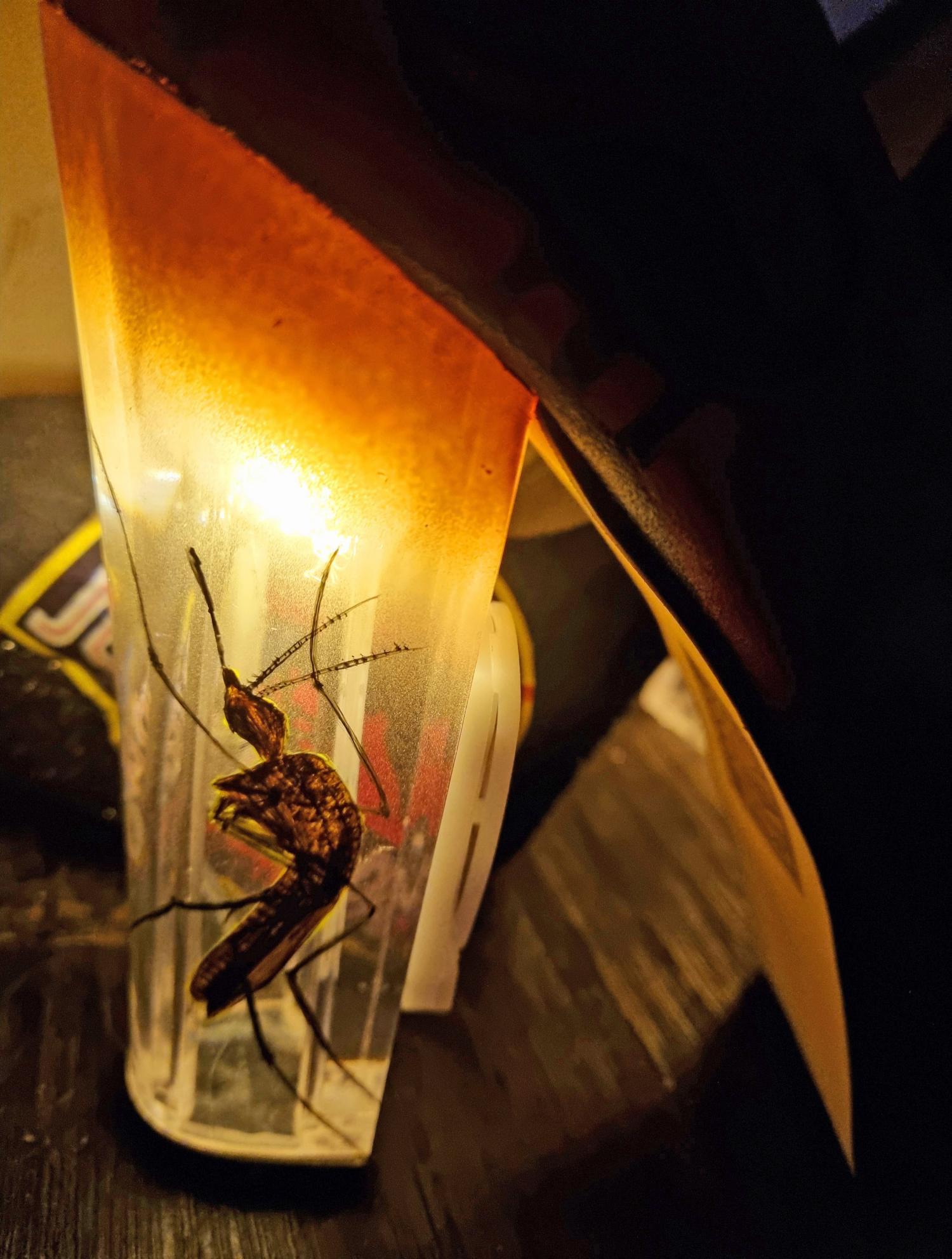 Light-Up Jurassic Park Heels With Giant Mosquito Stuck In Amber