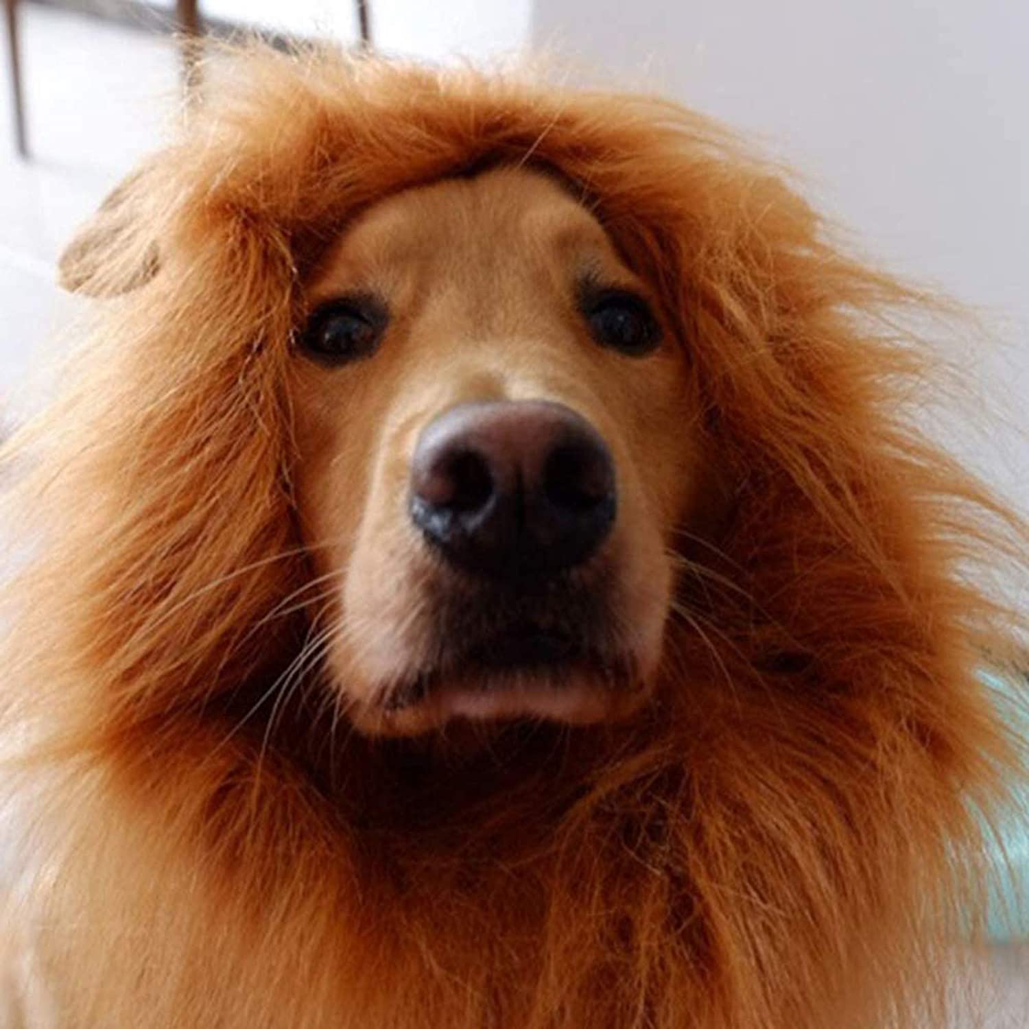 Dog Lion Mane Costume - Dog lion wig